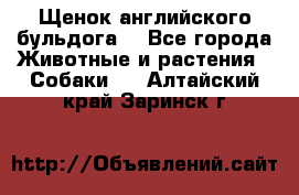 Щенок английского бульдога  - Все города Животные и растения » Собаки   . Алтайский край,Заринск г.